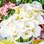 Calla - aethiopica