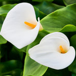 Calla - aethiopica - Kit - with Artisan Decorative Planter