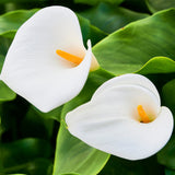 Calla - aethiopica - Kit - with Artisan Decorative Planter