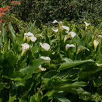 Calla - aethiopica