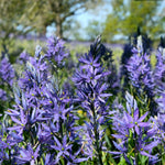 Camassia - Quamash