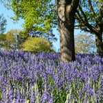 Camassia - Quamash