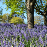 Camassia - Quamash