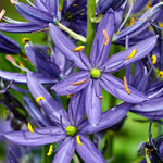 Camassia - Quamash