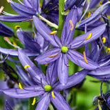 Camassia - Quamash