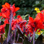 Canna - Giant - Black Knight