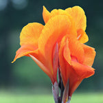 Canna - Chocolate Sunrise