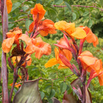 Canna - Chocolate Sunrise