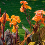Canna - Chocolate Sunrise