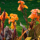 Canna - Chocolate Sunrise
