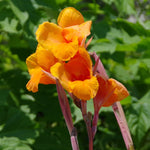 Canna - Chocolate Sunrise