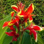 Canna - Lucifer - Patio Kit - with Decorative Rattan Planter, Planting Medium & Root