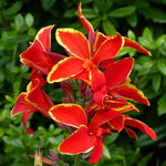 Canna - Lucifer - Patio Kit - with Decorative Rattan Planter, Planting Medium & Root