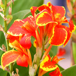 Canna - Lucifer - Patio Kit - with Decorative Rattan Planter, Planting Medium & Root