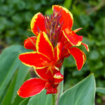 Canna - Lucifer - Patio Kit - with Decorative Rattan Planter, Planting Medium & Root