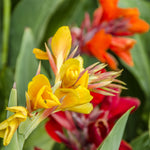 Canna - Giant Tall Mix