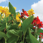 Canna - Giant Tall Mix