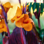 Canna - Phaison