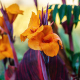 Canna - Phaison
