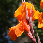 Canna - Phaison