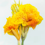 Canna - Picasso