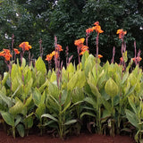 Canna - Pretoria