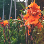 Canna - Bronze Leaf Wyoming