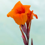 Canna - Bronze Leaf Wyoming