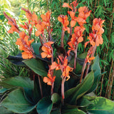 Canna - Bronze Leaf Wyoming