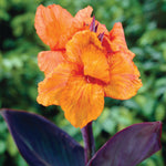 Canna - Bronze Leaf Wyoming