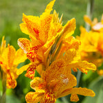 Canna - Yellow King Humbert