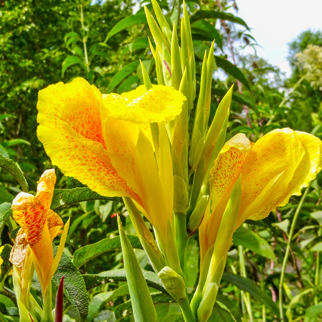 yellow humbert succulent Canna