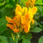 Canna - Yellow King Humbert