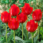 Tulip - Casa Grande