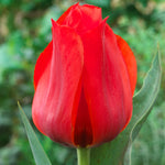 Tulip - Casa Grande