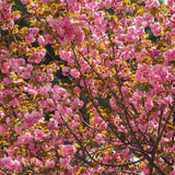 Cherry Tree - Ornamental - Kwanzan