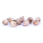 Narcissus, Crocus, Muscari, Scilla & Chionodoxa - Spring Time Favorites - Cottage Garden - Bulb Collection