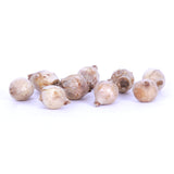 Narcissus, Crocus, Muscari, Scilla & Chionodoxa - Spring Time Favorites - Cottage Garden - Bulb Collection