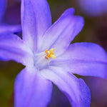 Daffodil & Chionodoxa - Years Of Blooms Garden
