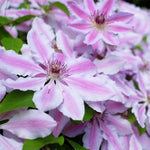 Clematis - Collection - 2 Varieties