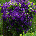 Clematis - Collection - 2 Varieties