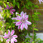 Clematis - Nelly Moser