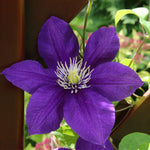 Clematis - Collection - 2 Varieties