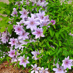 Clematis - Nelly Moser