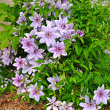 Clematis - Nelly Moser