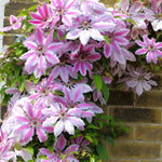 Clematis - Nelly Moser