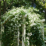 Clematis - Sweet Autumn - 4" Potted Rocketliners®