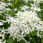 Clematis - Sweet Autumn - 4" Potted Rocketliners®