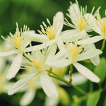 Clematis - Sweet Autumn - 4" Potted Rocketliners®