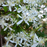Clematis - Sweet Autumn - 4" Potted Rocketliners®